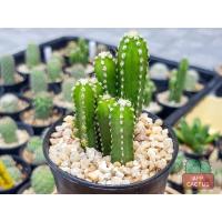 ราคา คอนโดนางฟ้า ปราสาทนางฟ้า กระบองเพชร แคคตัส (6688024718)