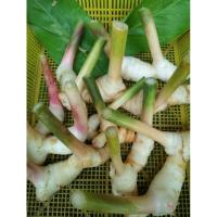 ราคา ข่าอ่อน/ข่าแก่พร้อมนำไปประกอบอาหาร (5442305092)