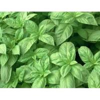 ราคา เมล็ด โหระพาใบใหญ่ - Italian Large Leaf Sweet Basil (135822746)