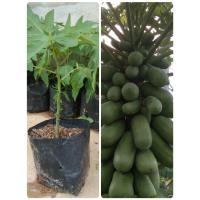 ราคา ต้นกล้ามะละกอฮอลแลนด์ต้นเตี้ยลูกดก (3456229460)