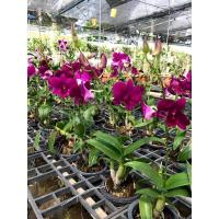 ราคา กล้วยไม้หวายมินิมิสสยามเรด กล้วยไม้กึ่งหวายแคระ (3895171530)