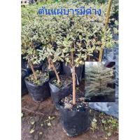 ราคา ต้นแผ่บารมีด่าง ( ต้นหูกระจงด่าง ) (3031326249)