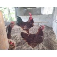 ราคา ไข่ไก่มีเชื้อ โร๊ดไอแลนด์แดง พันธุ์ไข่ไก่แท้ สำหรับฟัก (13788458938)