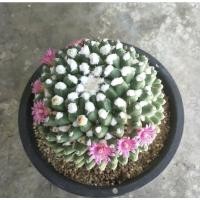 ราคา พอตหน่ออิรุซามุ​(อ่าน​ก่อน​สั่งนะค่ะ)​ (18005087820)