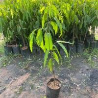 ราคา ต้นอโศก อโศกอินเดีย โสกอินเดีย Cemetary tree ไม้ต้นขนาดใหญ่ ปลูกร่มเงา (รับประกัน ส่งใหม่ฟรี หากสินค้าเเสียหาย!!) (27908457957)