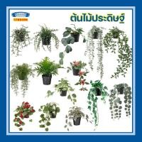 ราคา ต้นไม้ อิเกีย ต้นไม้ปลอม ตกแต่งบ้าน ต้นไม้แขวน อิเกีย IKEA (20558398260)