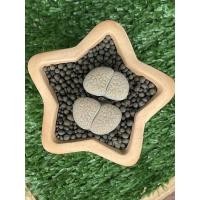 ราคา lithops twin ไลทอปแฝด (4091872786)