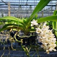 ราคา 2 ต้น ไม้นิ้ว กล้วยไม้สกุลช้าง กล้วยไม้ช้างRhynchostylis gigantea สายพันธุ์ช้างเผือก (9272494433)