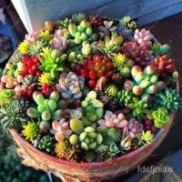 ราคา Mixed Succulent Seeds 100pcs เมล็ดพันธุ์ บอนสี เมล็ดดอกไม้ บอนสีสวยๆ บอนสีหายาก ดอกไม้ ต้นไม้มงคล ไม้ประดับ ไม้ดอก (15504029936)