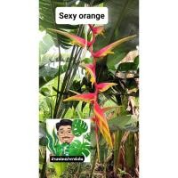 ราคา เฮลิโคเนียชื่อ Sexy orange (23586659201)