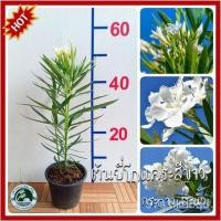 ราคา อินทรีย์็ด ใหม่็ด คะน้ายี่โถแคระสีขาว ยี่โถแคระสีขาว คะน้ายี่โถแคระ ยี่โถแคระ คะน้ายี่โถสีขาว ยี่โถสีขาว คะน้ายี่โถ (22033853006)