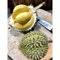 ราคา ทุเรียนนวลทองจันทร์_เกษตรวีไอพี (29351656488)