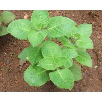 ราคา ต้นเนียมหูเสือหรือต้นใบหูเสือ กระถาง 4" (7853343010)