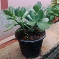 ราคา ต้นใบเงิน/มันนี่/ดูดเงิน ต้นคลาสซูล่า ต้นไม้ขนาดกลาง กระถาง 5 นิ้ว (ช่วยฟอกอากาศ) (8164571136)