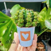 ราคา gymnocalycium แคคตัสคัดต้น - Cactus Member (12401068091)
