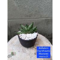ราคา ต้นลิ้นมังกรแคระ ว่านงาช้างแคระ มินิบอนเซล น่ารัก Mini Boncel Sansevieria กระถาง 3" ไม้มงคล ฟอกอากาศได้ ทนแล้งต (21674392527)