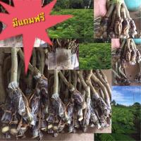 ราคา กิ่งชะอมพันธุ์ไร้หนาม 10 กิ่ง (หนามน้อยมาก) (สั่งน้อยก็แถม) (7034691202)