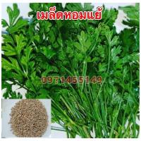 ราคา เมล็ดพันธ์หอมแย้ ผักสะแงะ (11935354733)