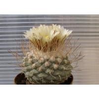 ราคา M6316 Strombocactus seidelii (25 เมล็ด) เมล็ดพันธุ์ กระบองเพชร สตอมโบแคคตัส แคคตัส เพาะเมล็ด แคคตัส Cactus (10242469283)