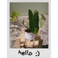 ราคา พิโลเดรนดอน มรกตหยก พิโลเขียว ต้นไม้ฟอกอากาศ ต้นไม้ปลูกในห้องนอน (6452283481)