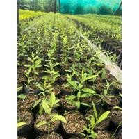 ราคา ต้นพันธุ์ หอมแก่นจันทร์ แก่นจันทร์หอม ไม้จันทน์หอม ไม้หอมแก่นจันทร์ พร้อมปลูกในถุงดำ 99 บาท ตำรับยาหอม ถือเป็นตัวยาสำคัญ (26402719006)