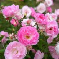 ราคา Pinksumersnowกุหลาบเลื้อยสีชมพู (5277217016)