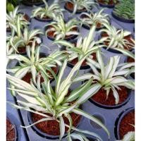 ราคา ว่านเศรษฐีเรือนนอก​ เศรษฐีเรือนนอก​ ไม้มงคล​ ไม้ประดับ (8274382262)