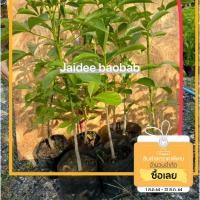 ราคา ต้นเบาบับต้นกล้าไซส์ใหญ่พร้อมปลูกลงดิน (3984980500)
