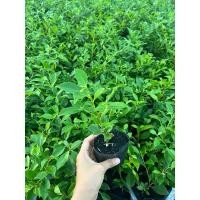 ราคา TLP รั้วไทรเกาหลี ต้นกล้าไทรเกาหลี สูง 10-25ซม (28753247058)