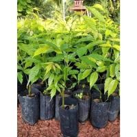 ราคา ต้นสะเดาเทียม,สะเดาช้าง ขนาด20-40เซนติเมตร (26086532873)