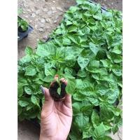 ราคา ต้นกล้า พริกคาโรไลน์น่ารีปเปอร์ พริกเผ็ดที่สุดในโลก พร้อมส่ง กล้าละ 39 บาท (10028097970)