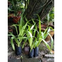 ราคา ต้นจันผา จันทร์ผา 1ชุด (3 ต้น) 180 บาท (7546818266)