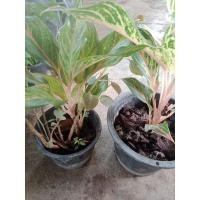 ราคา อโกลนีมาแก้วกาญจนาเป็นไม้มงคลไม้ฟอกอากาศต้นละ89 (10555588616)