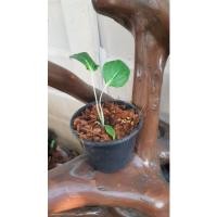 ราคา เสน่ห์จันทร์ขาว ว่านเสน่ห์จันทร์ขาว เสริมโชคลาภ (17944401831)