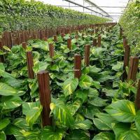 ราคา พลูด่าง พลูยักษ์ ต้นพลู ไม้ด่างยักษ์ ใบฉีก ไม้ฟอกอากาศ (25224524830)