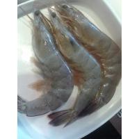 ราคา ❤️ กุ้งกุลาดำ 1 กิโลกรัม (ไซด์ 25-30 ตัวโล) (26601885638)