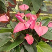 ราคา ดอกหน้าวัวแคระ สีชมพูเล็ก Jarino (6038014802)