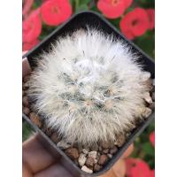 ราคา แมมขนแกะMammillaria bocasana v.multilanata (9274062823)