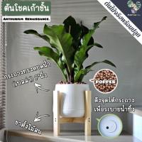 ราคา 9️⃣ต้นโชคเก้าชั้น (Anthurium 'Renaissance') ต้นใหญ่ พร้อมกระถาง+เม็ดPopper+ขาตั้ง (19510627144)