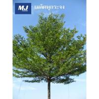 ราคา เมล็ดหูกระจง แผ่บารมี (2770822264)