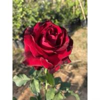 ราคา กุหลาบแดงไร้หนาม (Red Baccara) (29430805833)