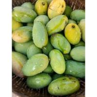 ราคา ต้นพันธุ์เมล็ดพันธุ์หมากม่วงน้อย (12986423366)