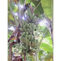 ราคา ต้นกล้วยหอมกระเหรี่ยง (จำนวน 5 ต้น) เพาะเลี้ยงเนื้อเยื่อ ปลอดโรคและหนอนกอ (41174016166)