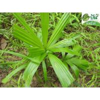 ราคา ต้นพ้อ ต้นกะพ้อ ไม้ประดับ ขนาดต้น สูง 30 - 40 ซม. ใบอ่อนใช้ห่อข้าวเหนียว (9968556402)