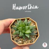 ราคา Haworthia reticulata ฮาโวเทีย ไม้อวบน้ำ กุหลาบหิน cactus&succulentหลากหลายสายพันธ์ (3252455135)