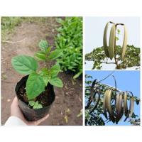 ราคา ต้นลิ้นฟ้าเตี้ย หรือต้น(เพกา)คัดสวยๆพร้อมส่ง❗ (43451879430)