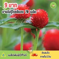 ราคา 9 บาท เมล็ดพันธุ์ ดอกบานไม่รู้โรยสีแดงล้วน บรรจุ70 เมล็ด (23862618478)