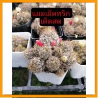 ราคา แคคตัส กระบองเพชร หน่อเด็ดสด แมมเม็ด​พริก​ อิชินอปเขากวาง​ แมมตุ๊กตา​ญี่ปุ่น​ คอนโด​นางฟ้า​ด่าง​ หนามตะขอ​ (23128565219)