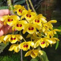 ราคา dendrobium friedericksianum กล้วยไม้เหลืองจันทบูรณ์ เอื้องนกขมิ้น (20929995233)