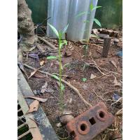 ราคา ต้นตีนเป็ดน้ำ พร้อมปลูก สูง 30-50cm (5190789410)